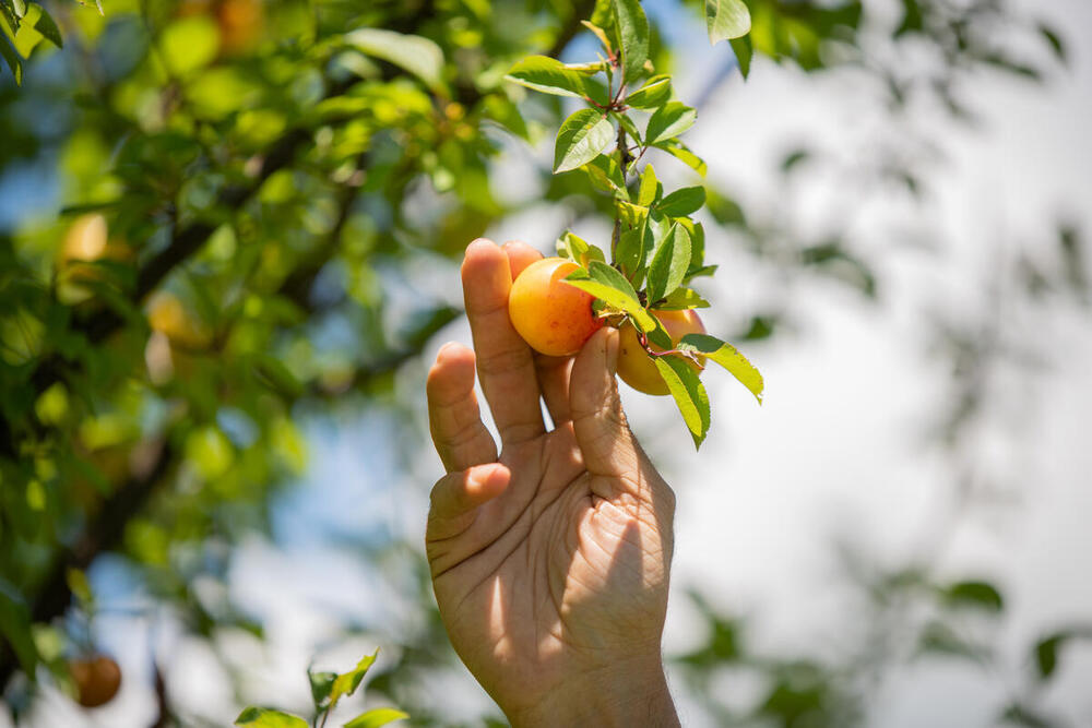 Find content in support of FAO projects worldwide.