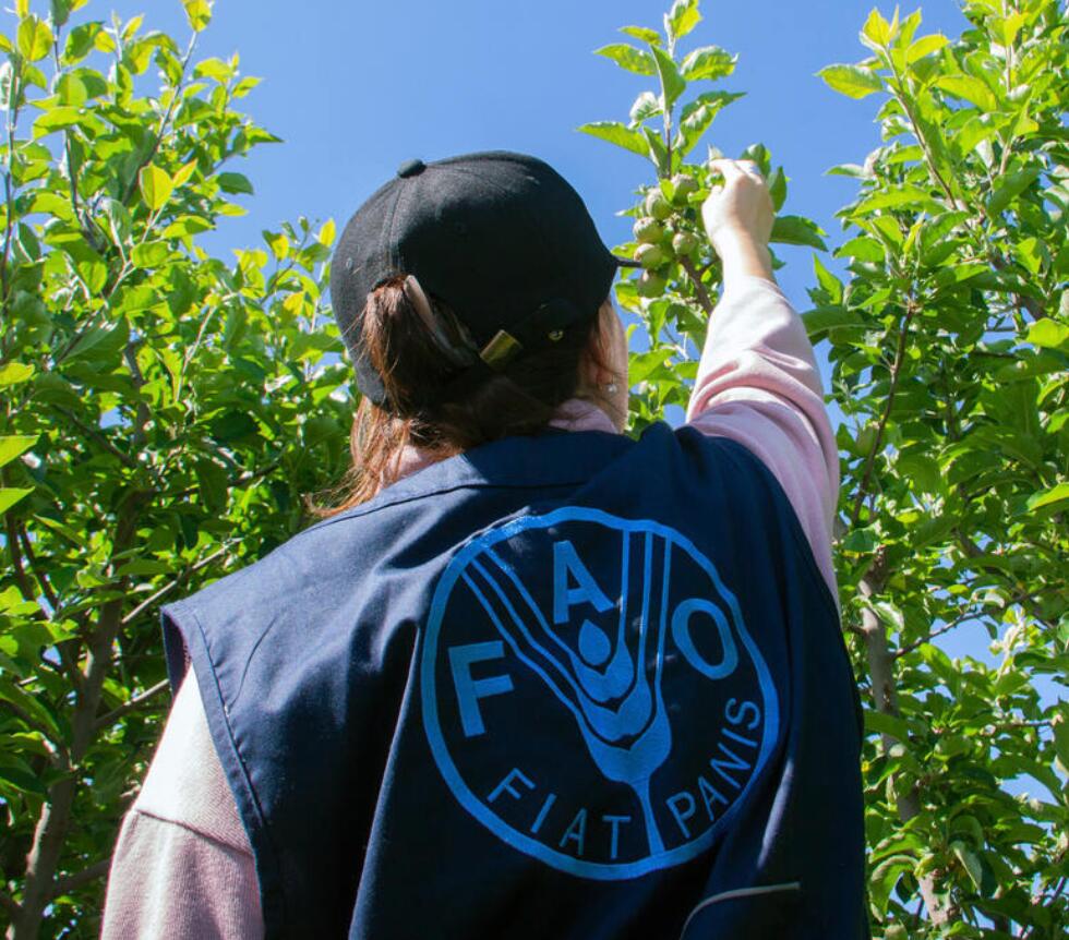 This selection of the FAO Digital Media Hub showcases images of staff and experts from the Food and Agriculture Organization of the United Nations at work in the field.
This collection features operations in agriculture, fisheries, forestry, food safety, and more — with visible FAO branding and a strong link to real-world impact.